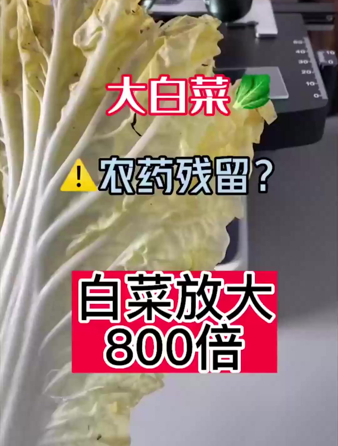 大白菜中有大量农药残留,显微镜放大800倍,一探究竟