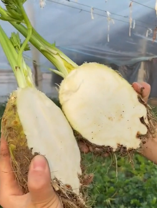 一颗芹菜吃两年?它就是地中海根芹,全身都能食用,营养价值超高