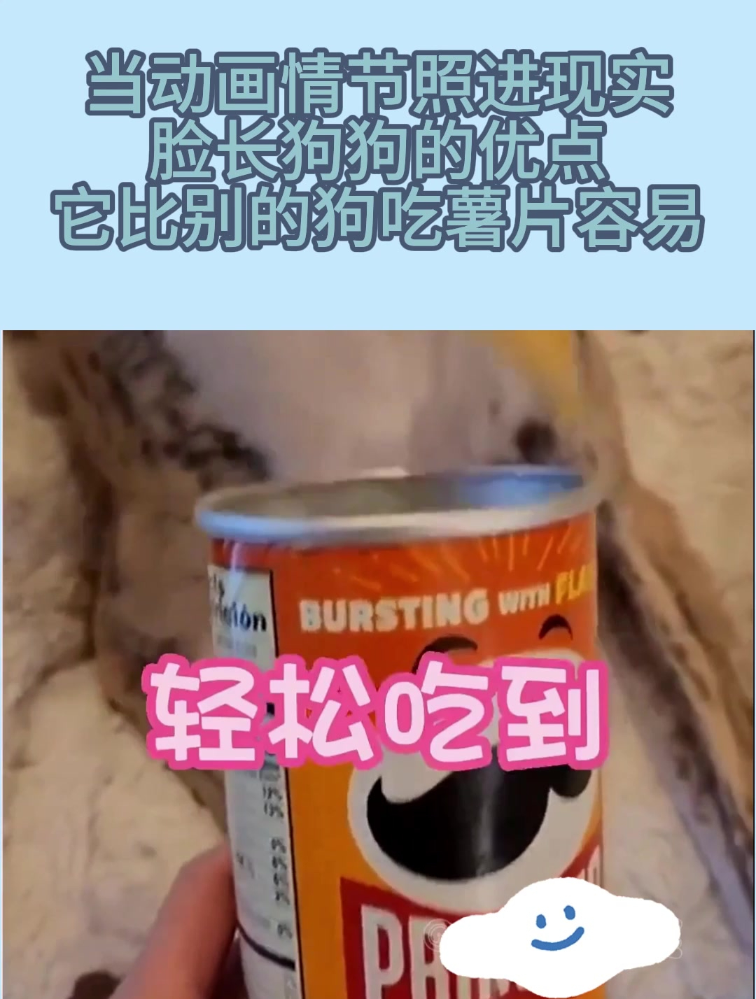 当动画情节照进现实,脸长狗狗的优点,它比别的狗吃薯片容易!