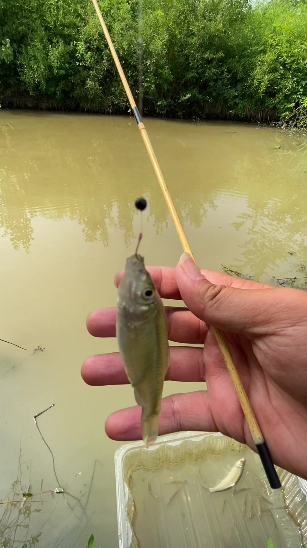这么大的麦穗鱼真有力量