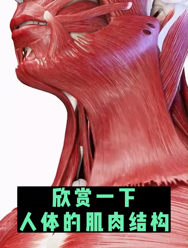 欣赏一下人体的肌肉结构(3D动画演示)