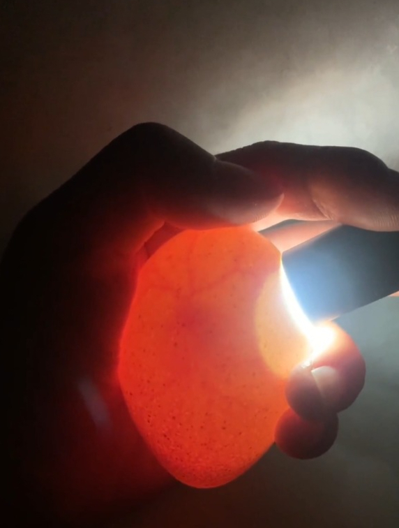 孵化一只尼古拉小火鸡!