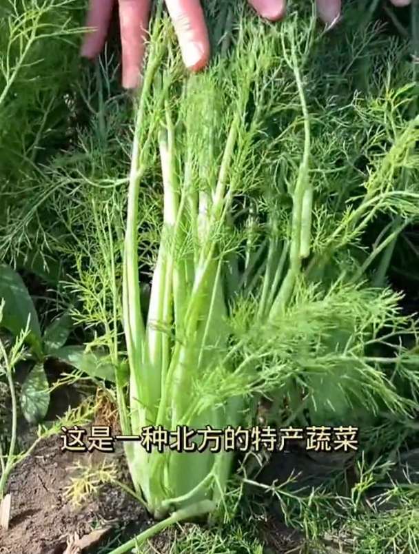北方这种“山茴香”,嫩叶是上好野菜,包饺子鲜香味美