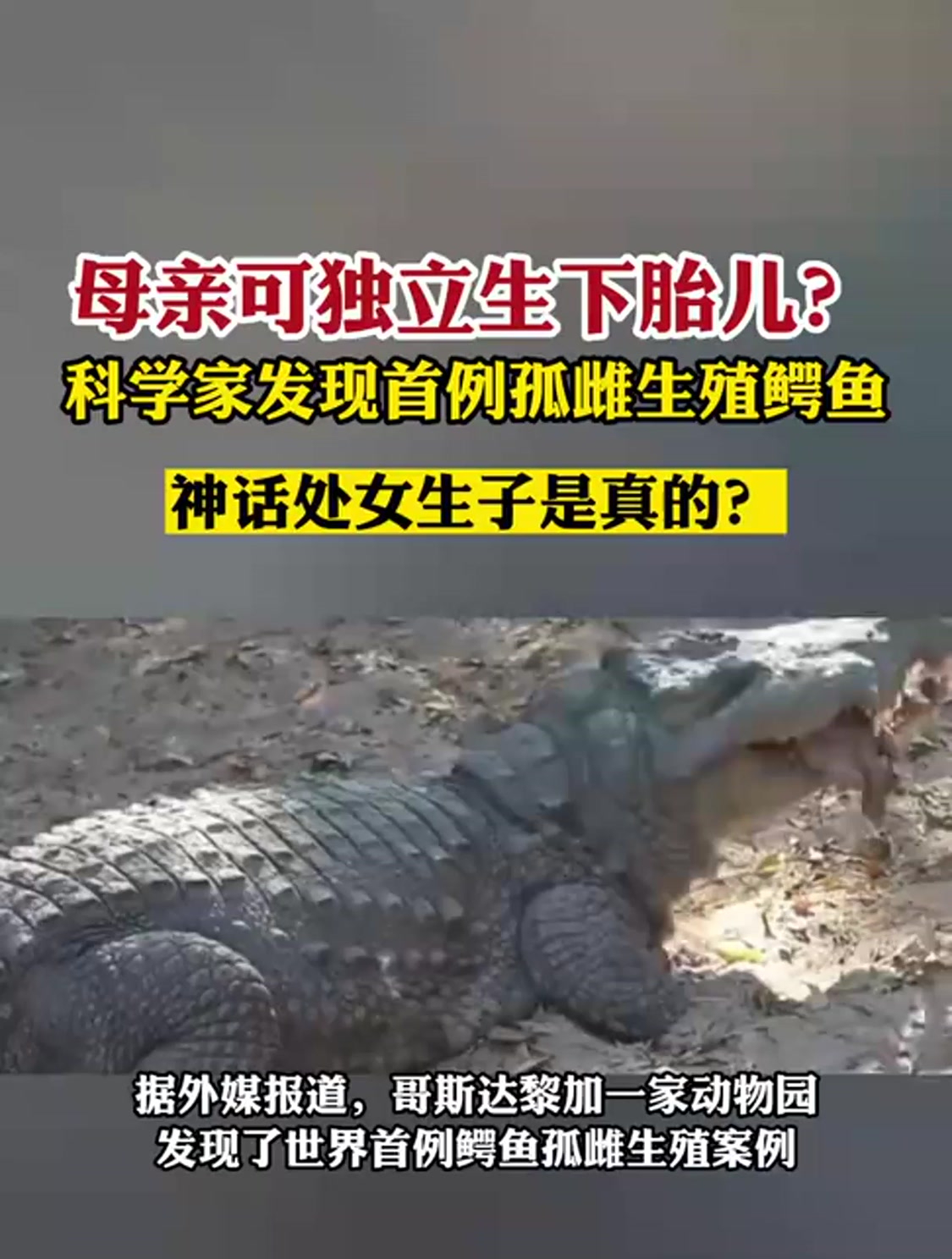 首例孤雌生殖鳄鱼!母亲可独立生下胎儿,神话是真的?