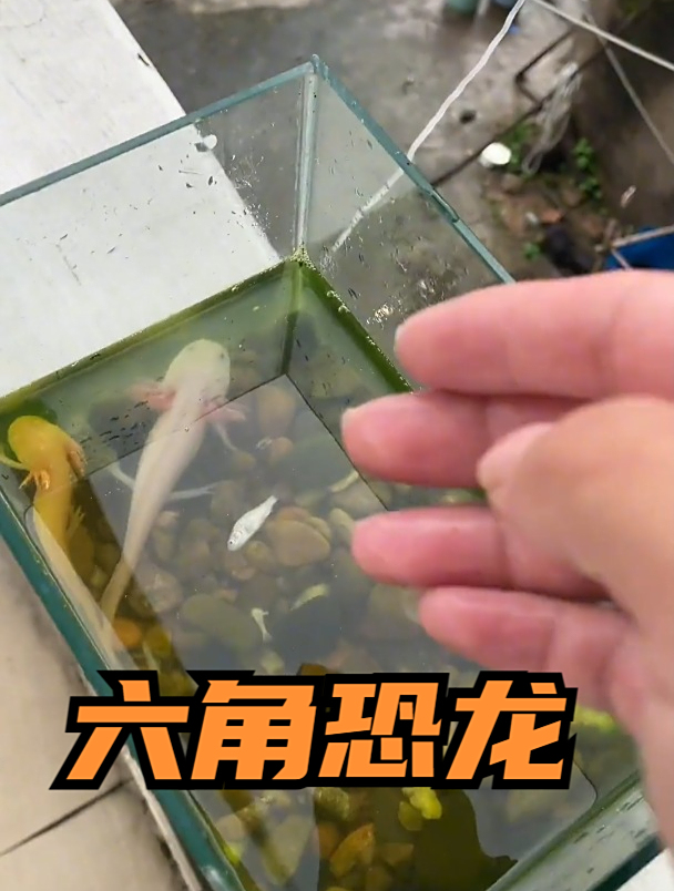 给养90天六角恐龙换新家，100块买鱼缸套餐，被造景惊艳到