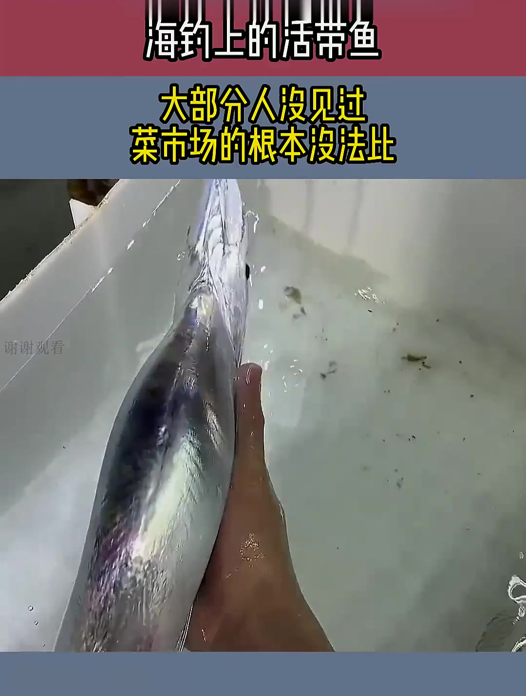海钓上的活带鱼,大部分人没见过,菜市场的根本没法比