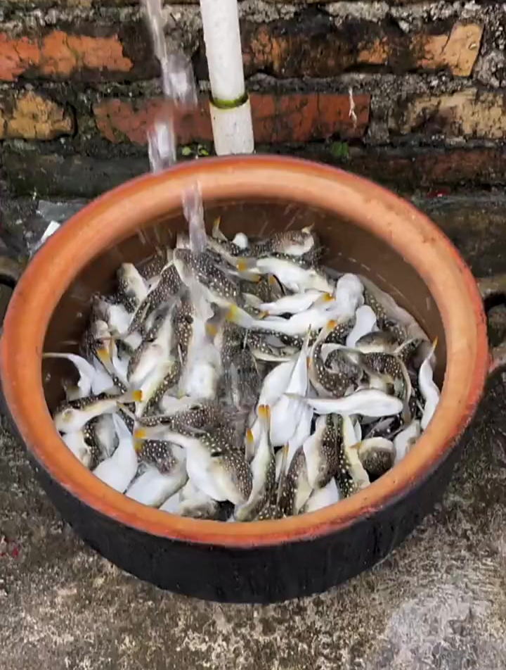 天冷了又到花龟季节,想想口水流