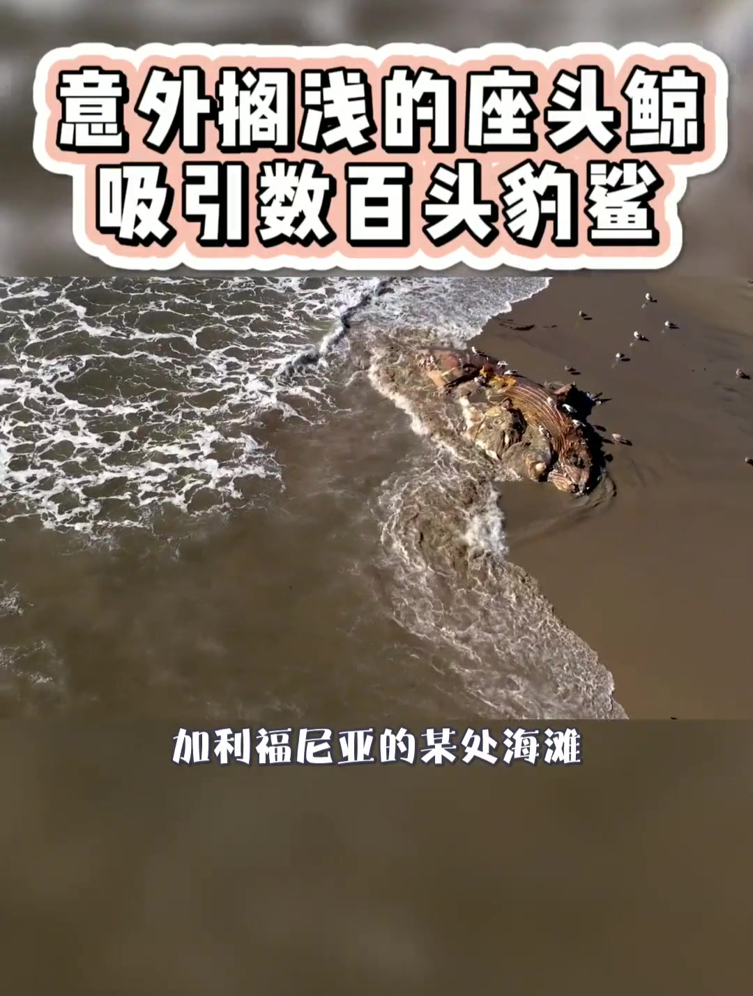 意外搁浅的鲸鱼吸引上百头鲨鱼