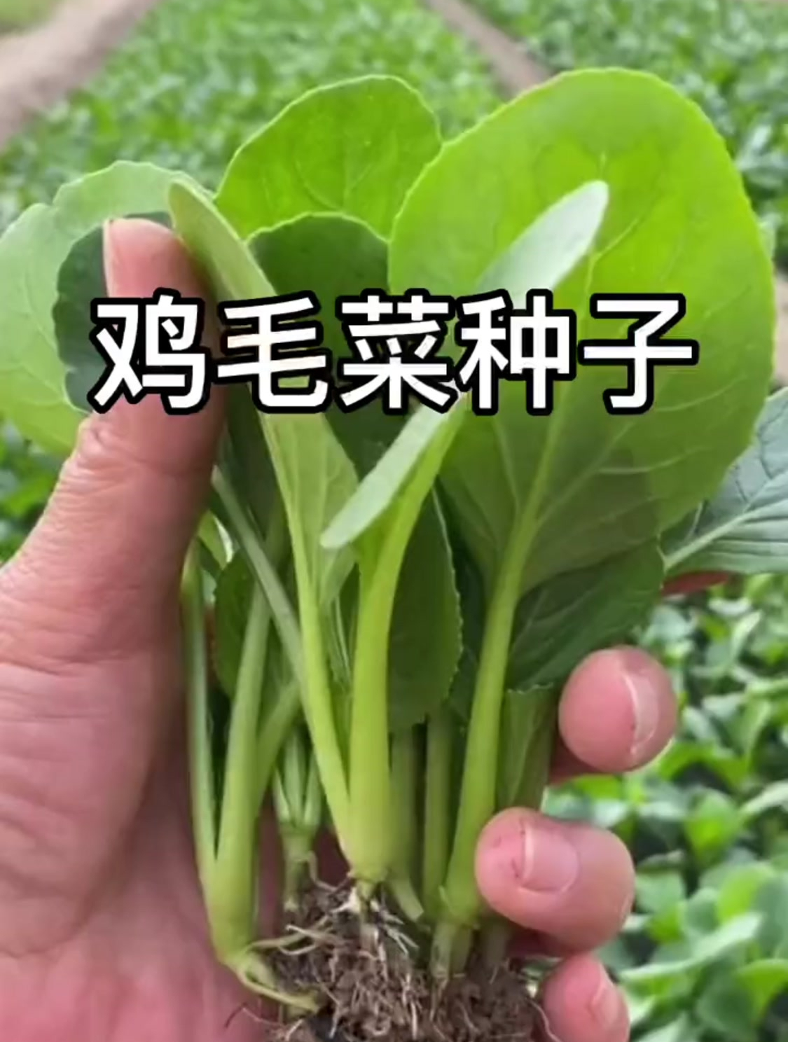 鸡毛菜成为蔬菜中的“座上宾”,种植前做好这几步很重要!