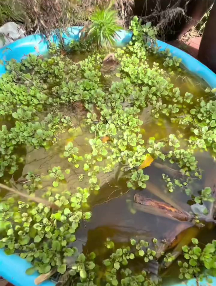 西洋菜其实真的很好种,下一集来看厨神做菜吧!
