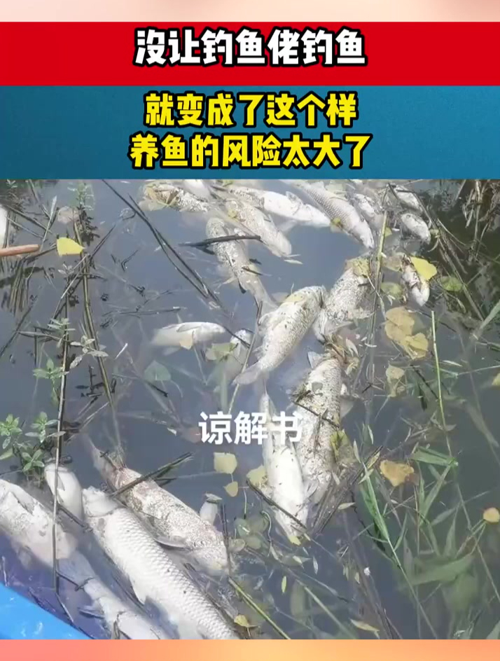 没让钓鱼佬钓鱼,就变成了这个样,养鱼的风险太大了!