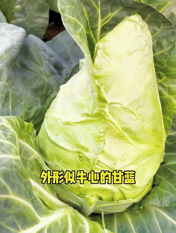 牛心甘蓝和卷心菜你分得清吗?吃了这么多年才发现这是两个菜!