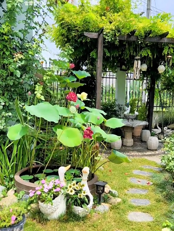在小院养了几缸荷花,水里放几条小鱼,一个夏天都溢满了清凉
