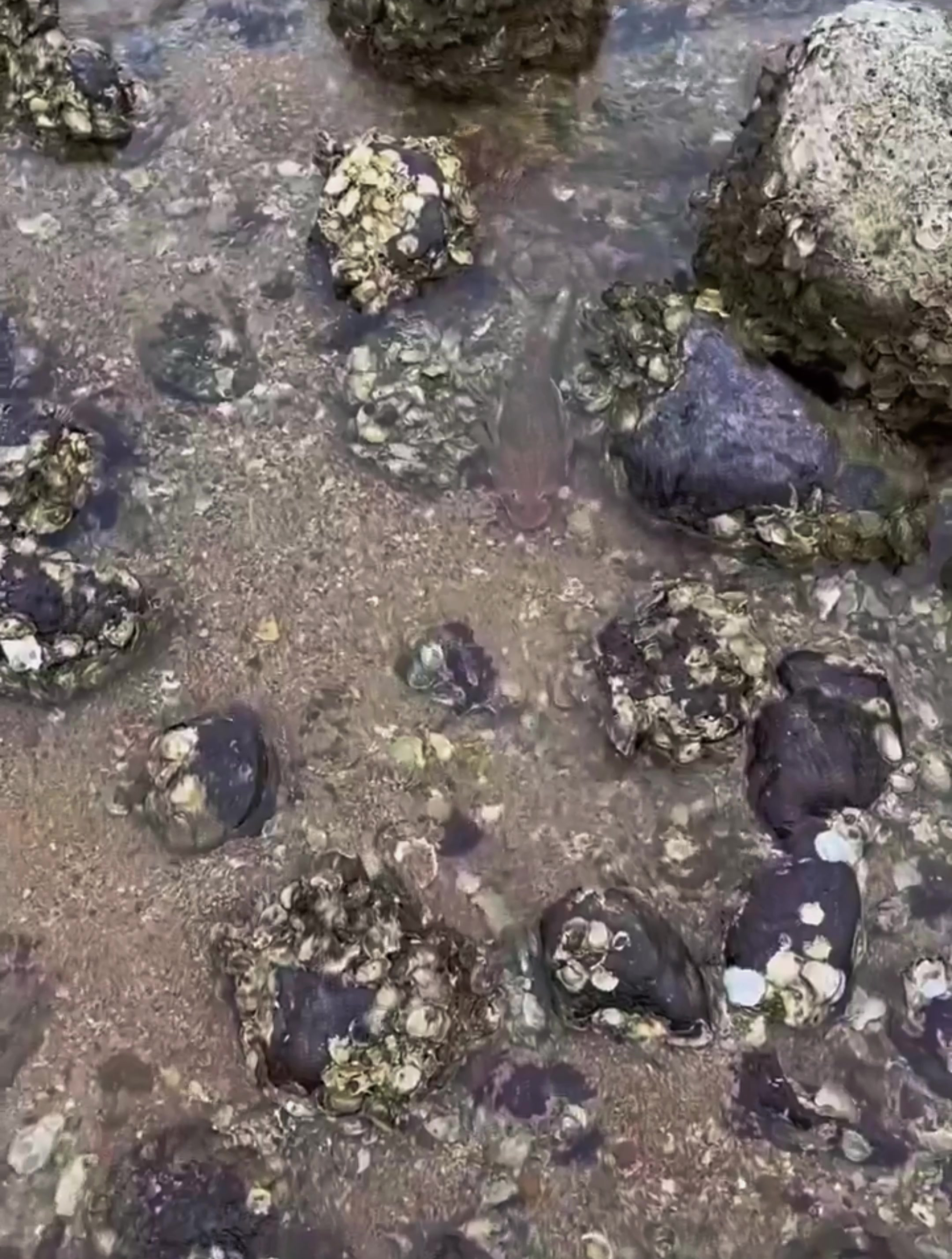 今天全都是芭比Q的鱼