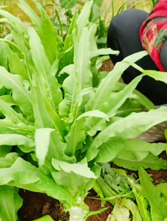 莴笋的种植“重点”在这里,老农告诉你别做错了,茎杆长得粗壮!