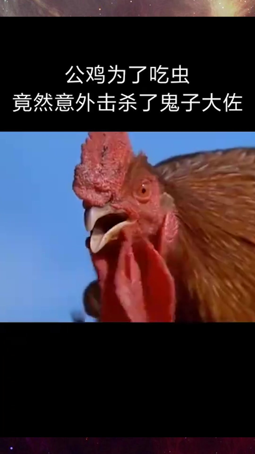 公鸡吃虫子,竟然意外击杀大佐