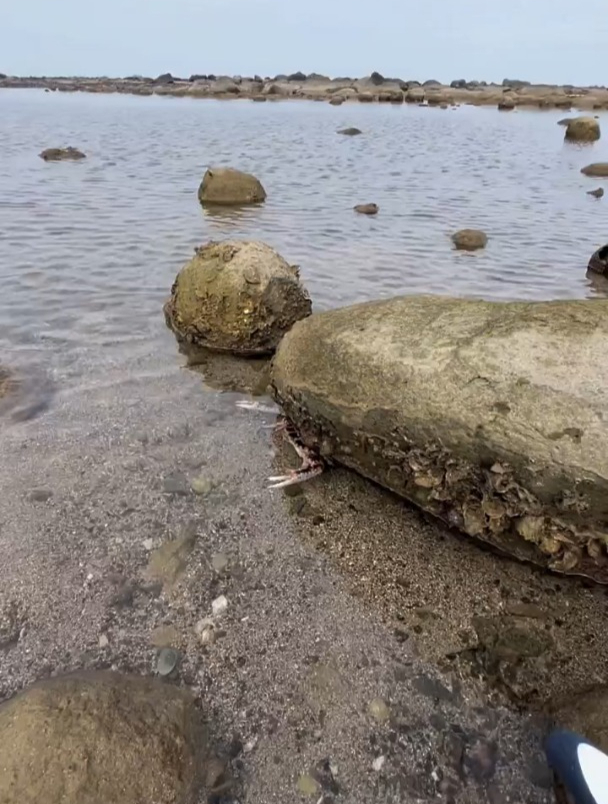今天的螃蟹格外凶猛,把大龙虾的胡须都给干断了