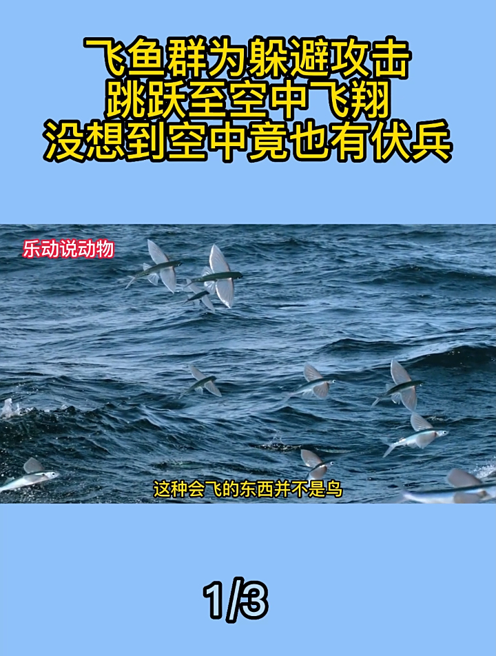 飞鱼群为躲避攻击,跳跃至空中飞翔,没想到空中竟也有伏兵1