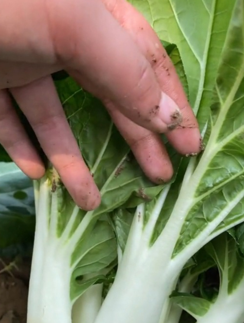 清香可口“奶白菜”一咬就爆汁,比大白菜香,比水豆腐嫩!