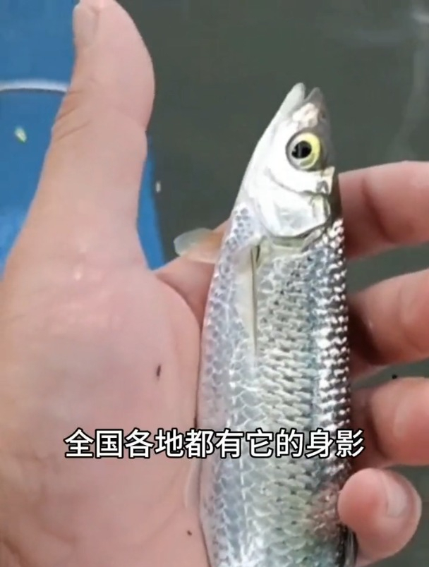 让钓鱼人头疼的10种小杂鱼,你最讨厌哪一种?