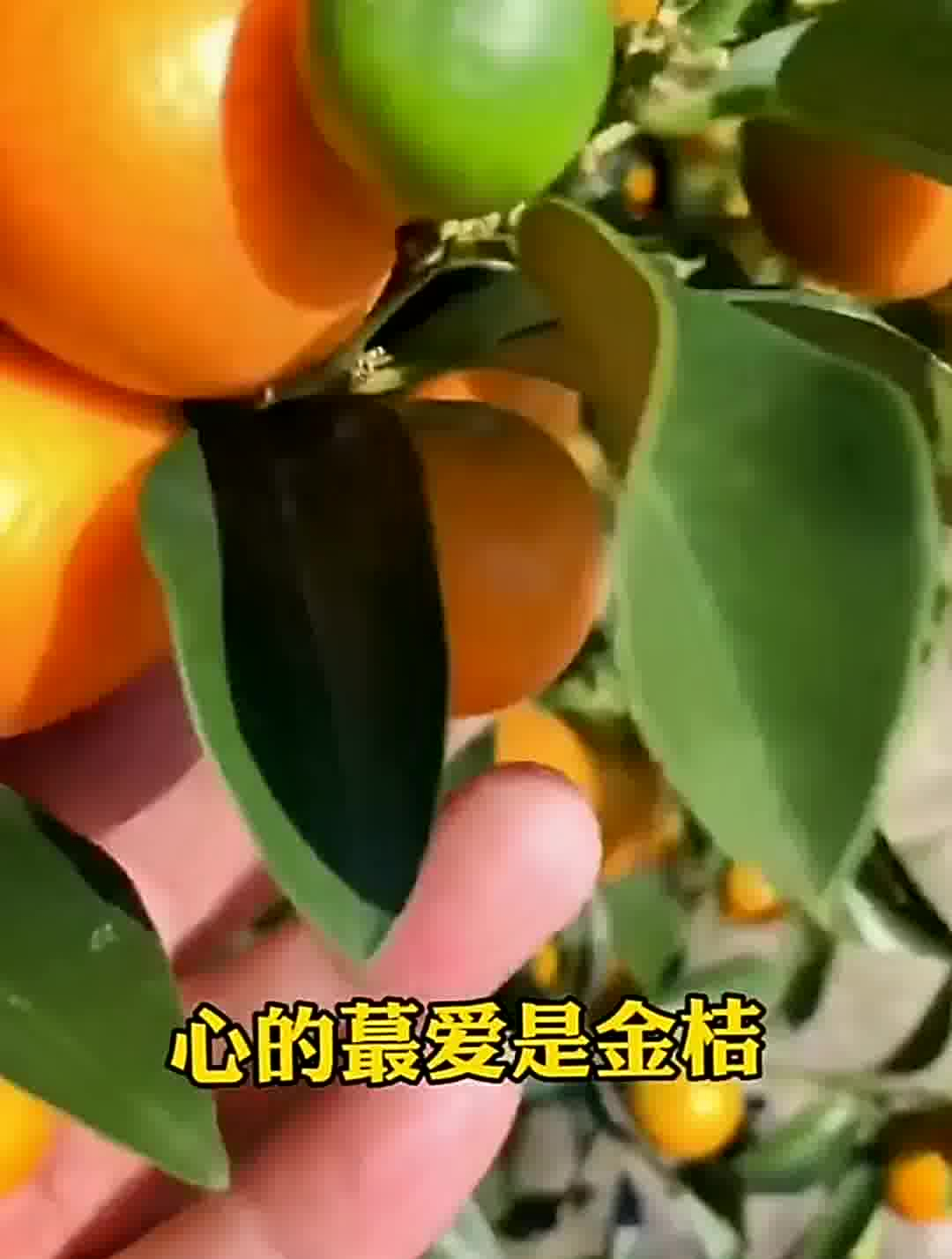 农民伯伯种出来的天然食物,才是我们老百姓的“人参鲍鱼”