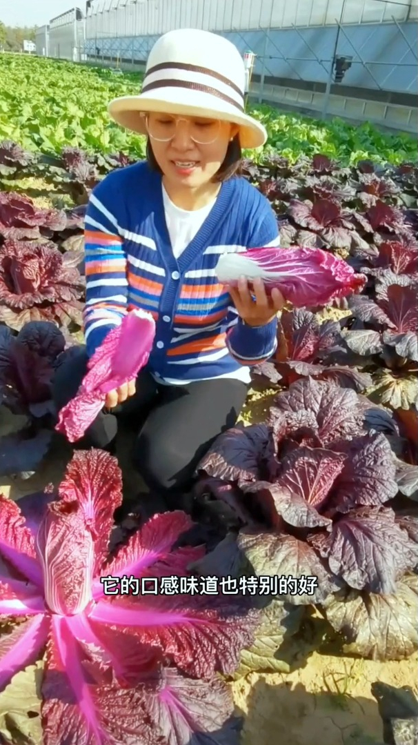 种了它你的院子里将是一片“紫色花海”,它花青素满满好吃又好看