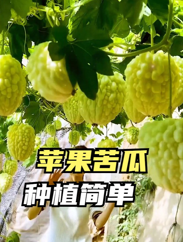 一种水果苦瓜,来自宝岛台湾,有着苹果的清香,生吃热炒美味无比
