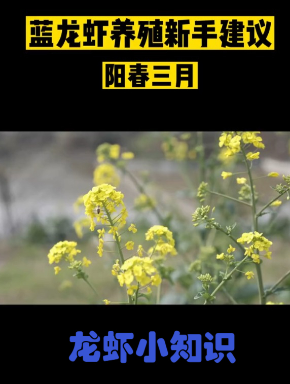 蓝龙虾养殖新手注意了哦!教你如何用最省钱的方法养好虾