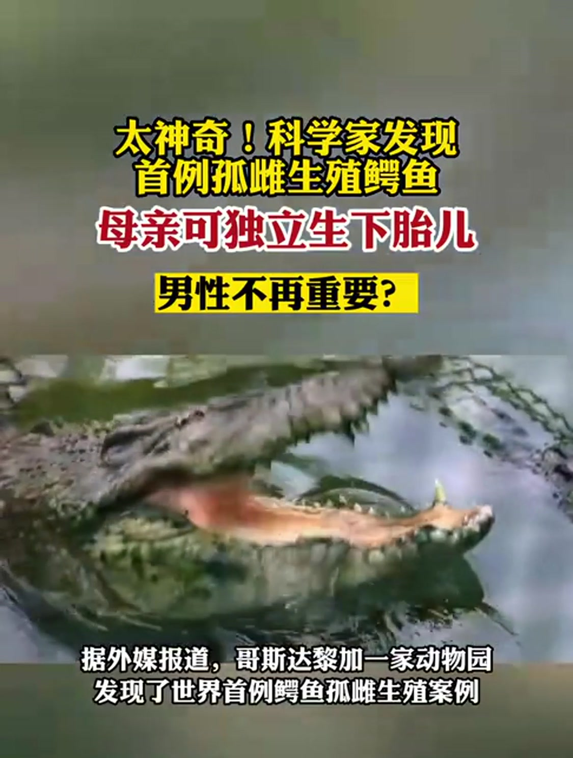太神奇!科学家发现首例孤雌生殖鳄鱼,男性不再重要?