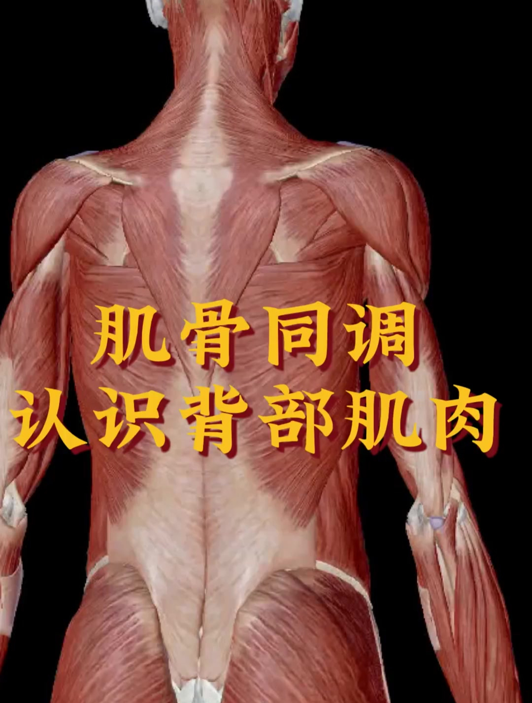认识背部肌肉后背