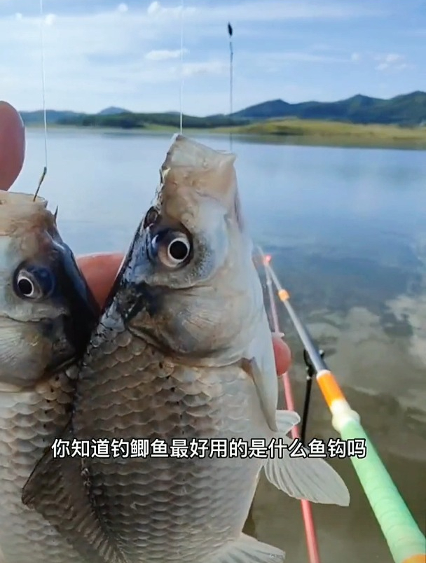 钓鲫鱼用什么鱼钩最合适?老钓友悄悄告诉你,具备这3点就可以
