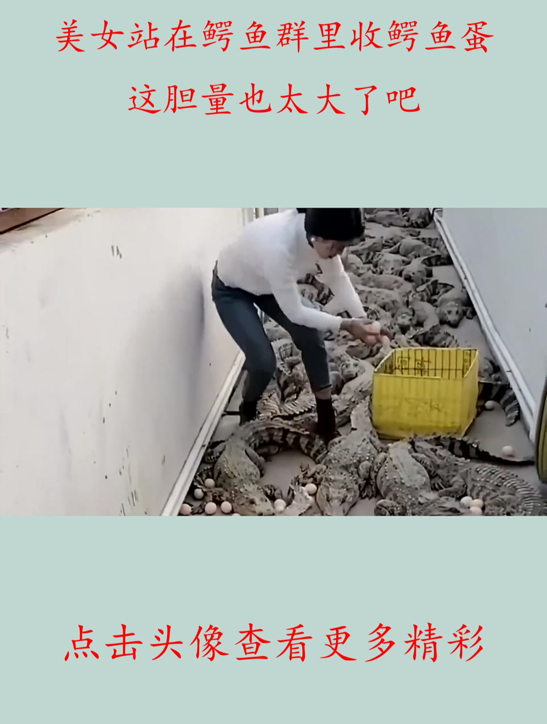 美女站在鳄鱼群里收鳄鱼蛋,这胆量也太大了吧
