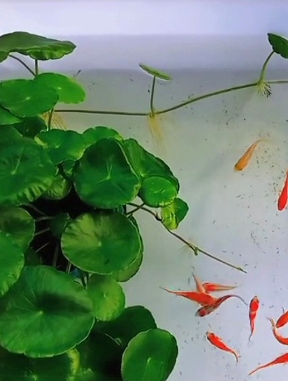 周转箱养锦鲤?阳台上放个周转箱,试验能不能把锦鲤鱼苗养成大鱼