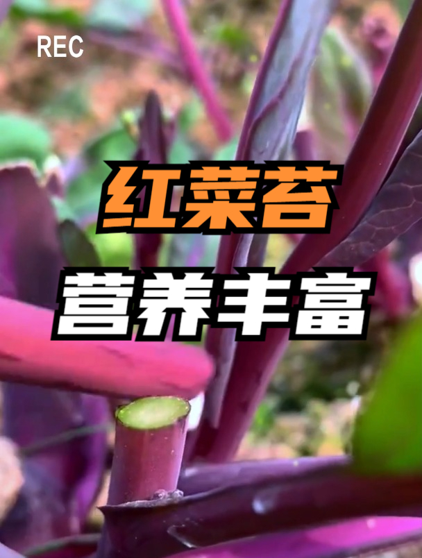 曾于“武昌鱼”齐名的红菜苔,据说对人体有多种好处,好吃又营养