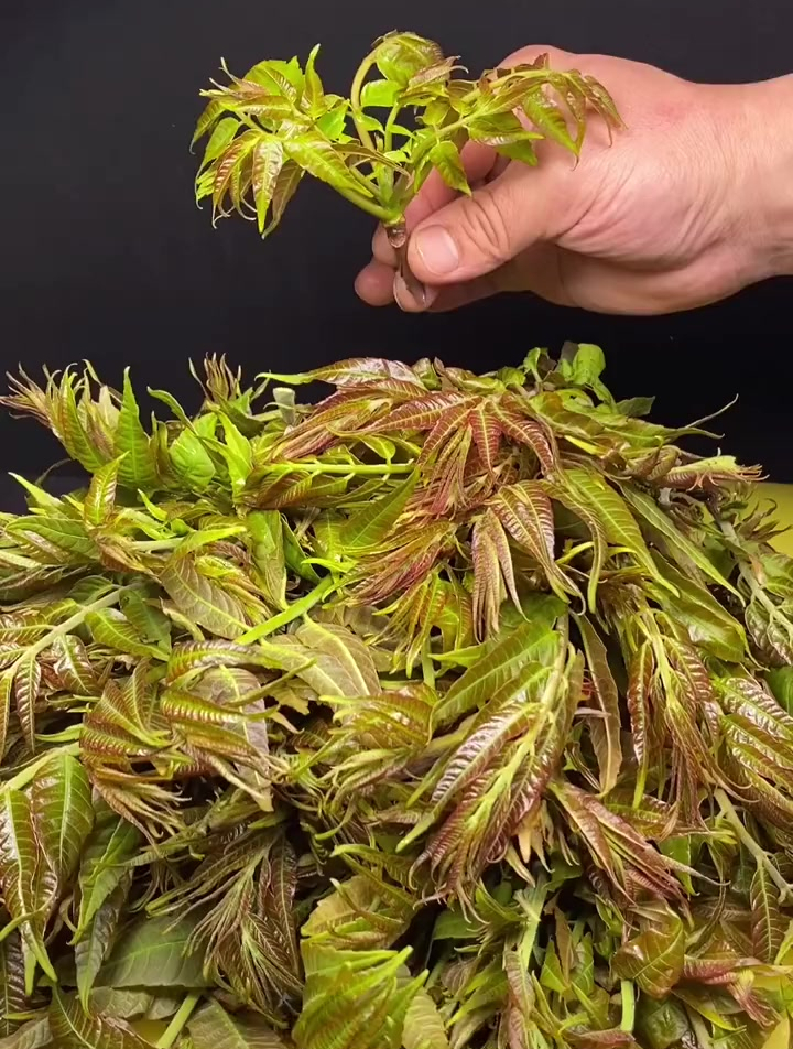 香椿芽这样保存,一年都不坏四季都能吃到鲜香椿