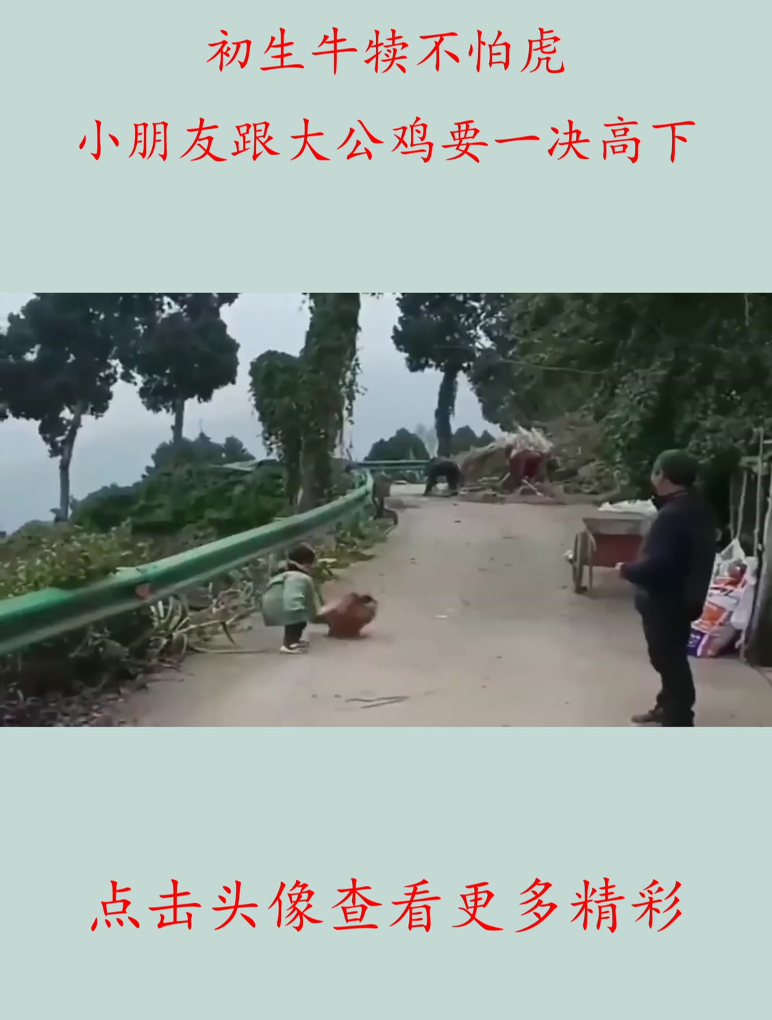 初生牛犊不怕虎,小朋友跟大公鸡要一决高下
