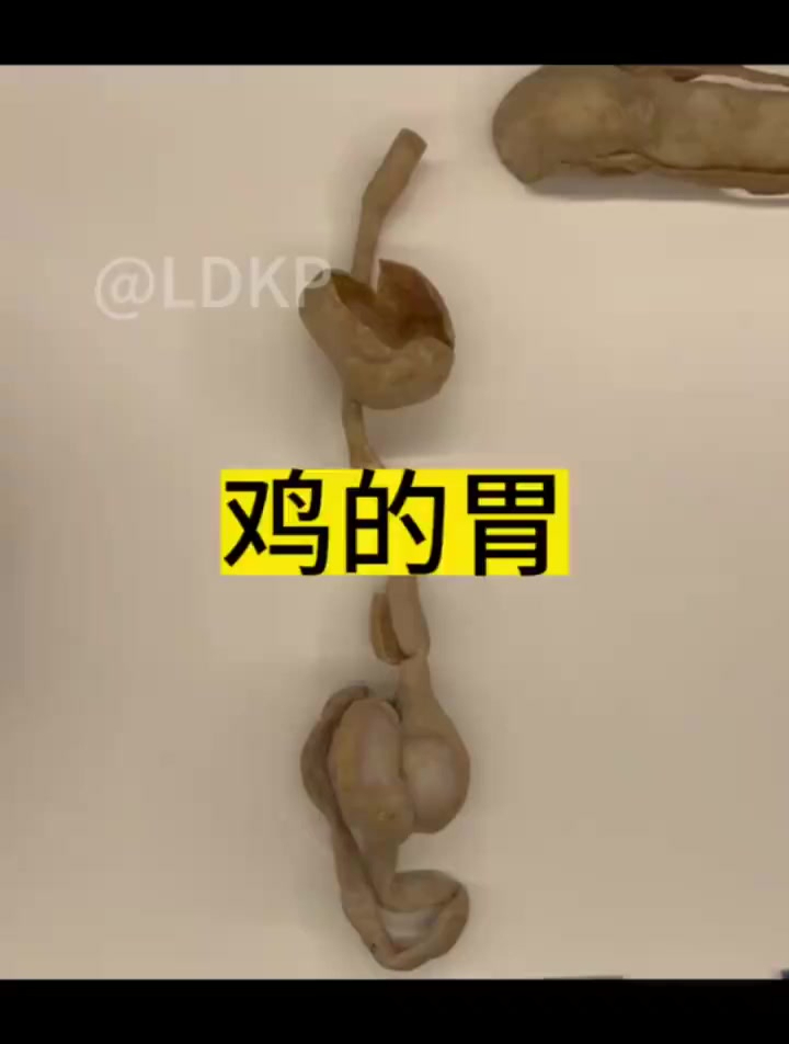 郡肝其实是鸡的胃