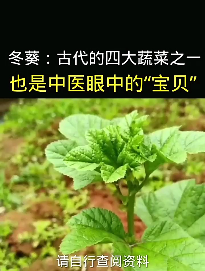 冬葵,你们知道是一种什么植物吗?绿色野菜