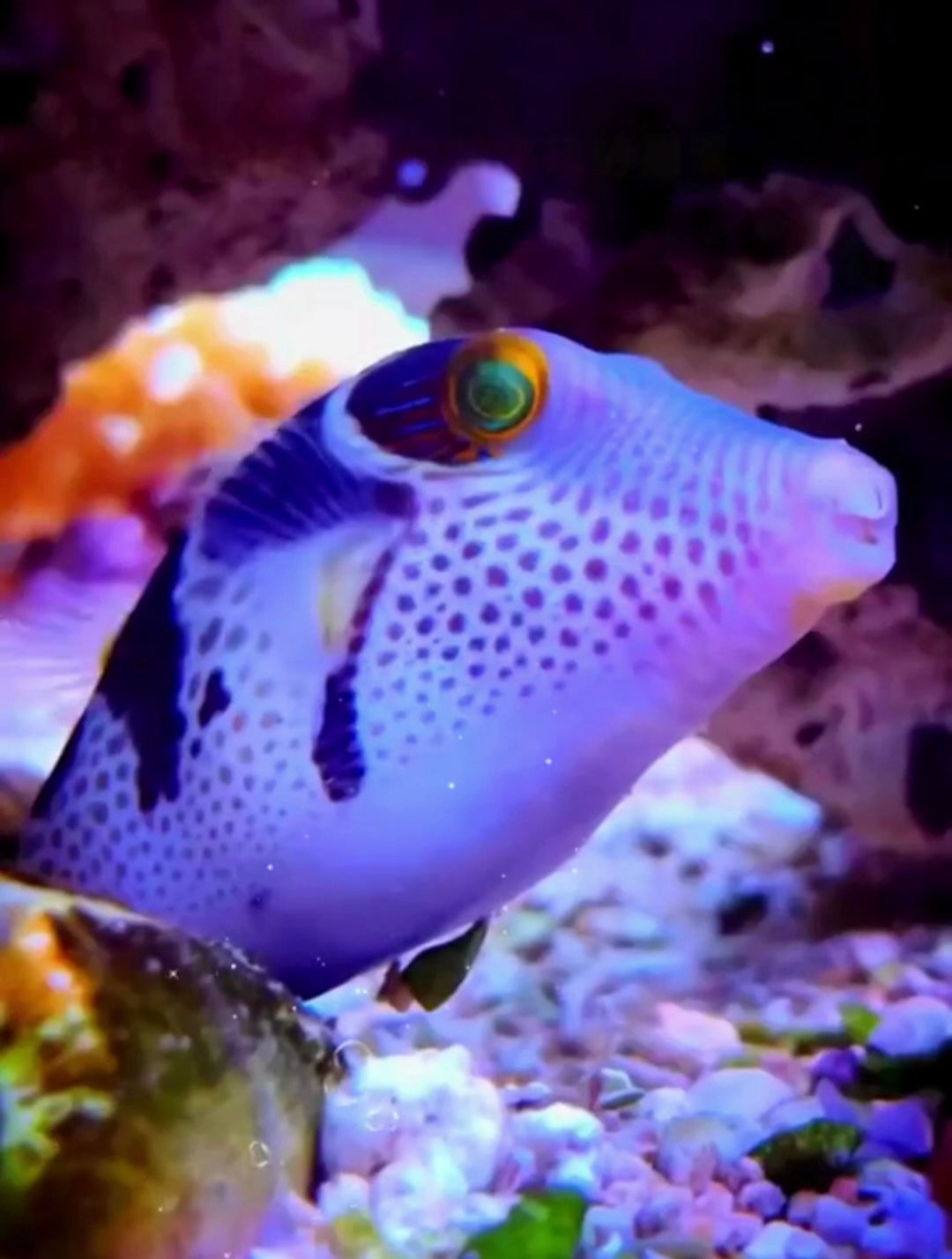 海洋生物:萌萌小鱼吧唧嘴!