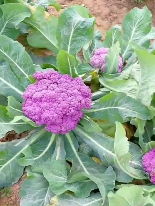 紫色的花椰菜你吃过吗?含有丰富的花青素,营养价值特别高!