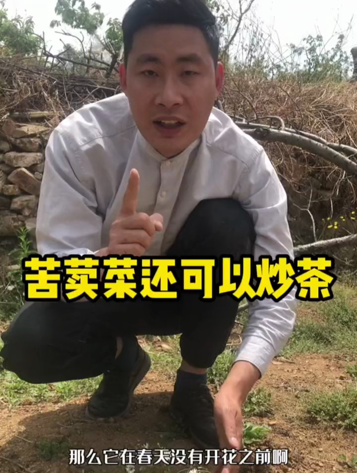 农村路边常见的中华苦荬菜,还可以炒茶喝,你知道吗?