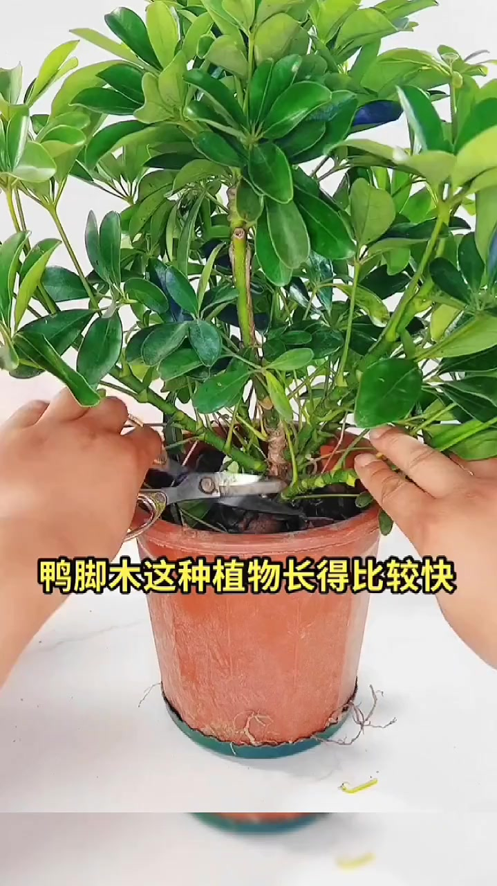 盆栽花卉花卉绿植盆栽分享家庭养花小常识鸭脚木也叫八方来财