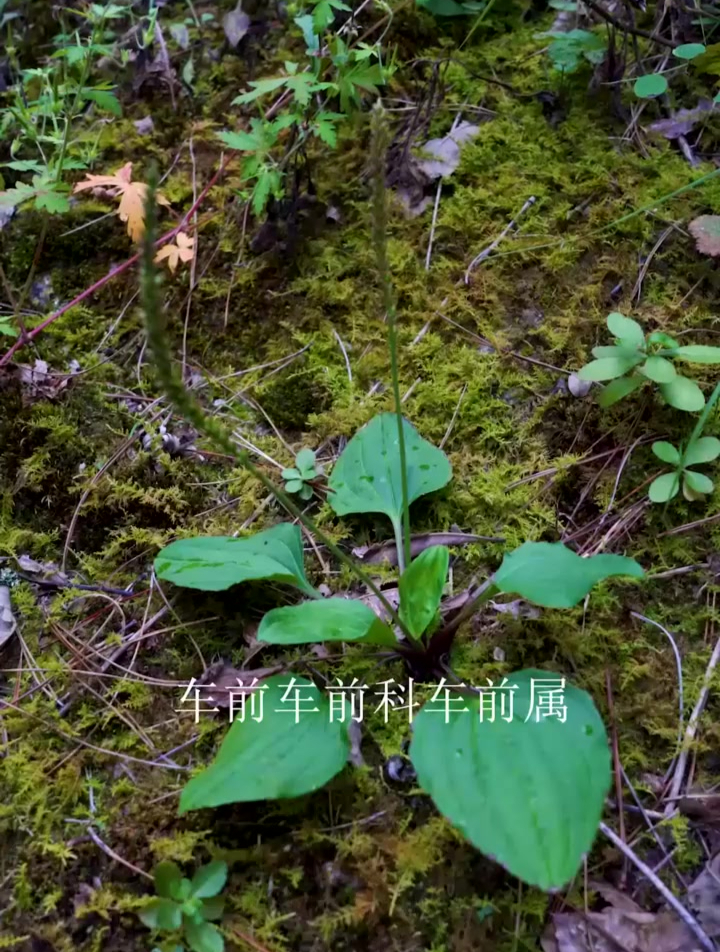 车前草 我们这里也叫它猪耳朵草 大家都叫它什么