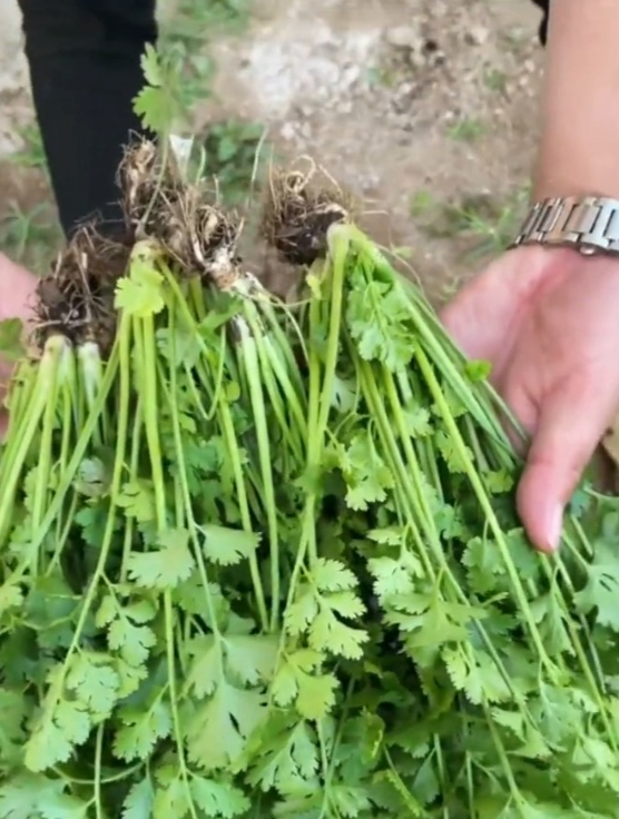 香菜新品种,撒籽三四天左右发芽,比普通香菜提前半个月采收