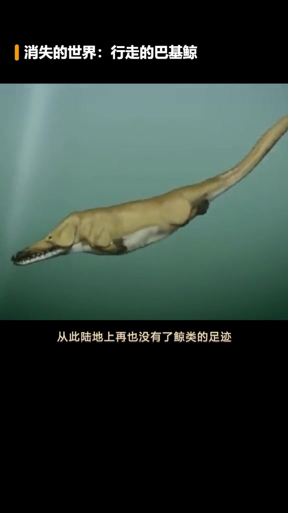 鲸的祖先原来长这样?