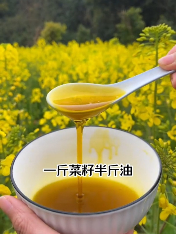 新品种油菜籽,抗旱不倒伏,四季可种植,一斤菜籽可出半斤油!