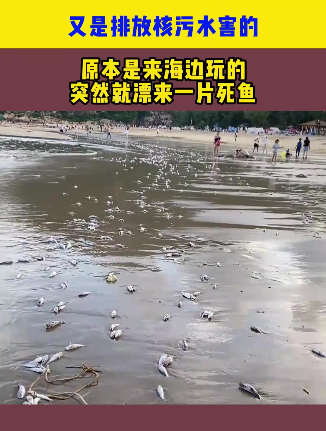 又是排放核污水害的,原本是来海边玩的,突然就漂来一片死鱼