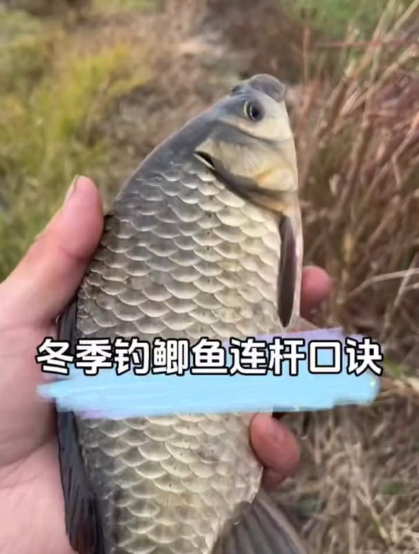 冬季钓鲫鱼如何能连竿?老钓友分享这秘诀!
