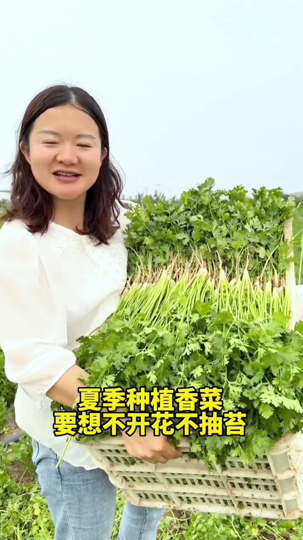 七月种香菜想要长的快,不抽苔,一定要注意“1点”!