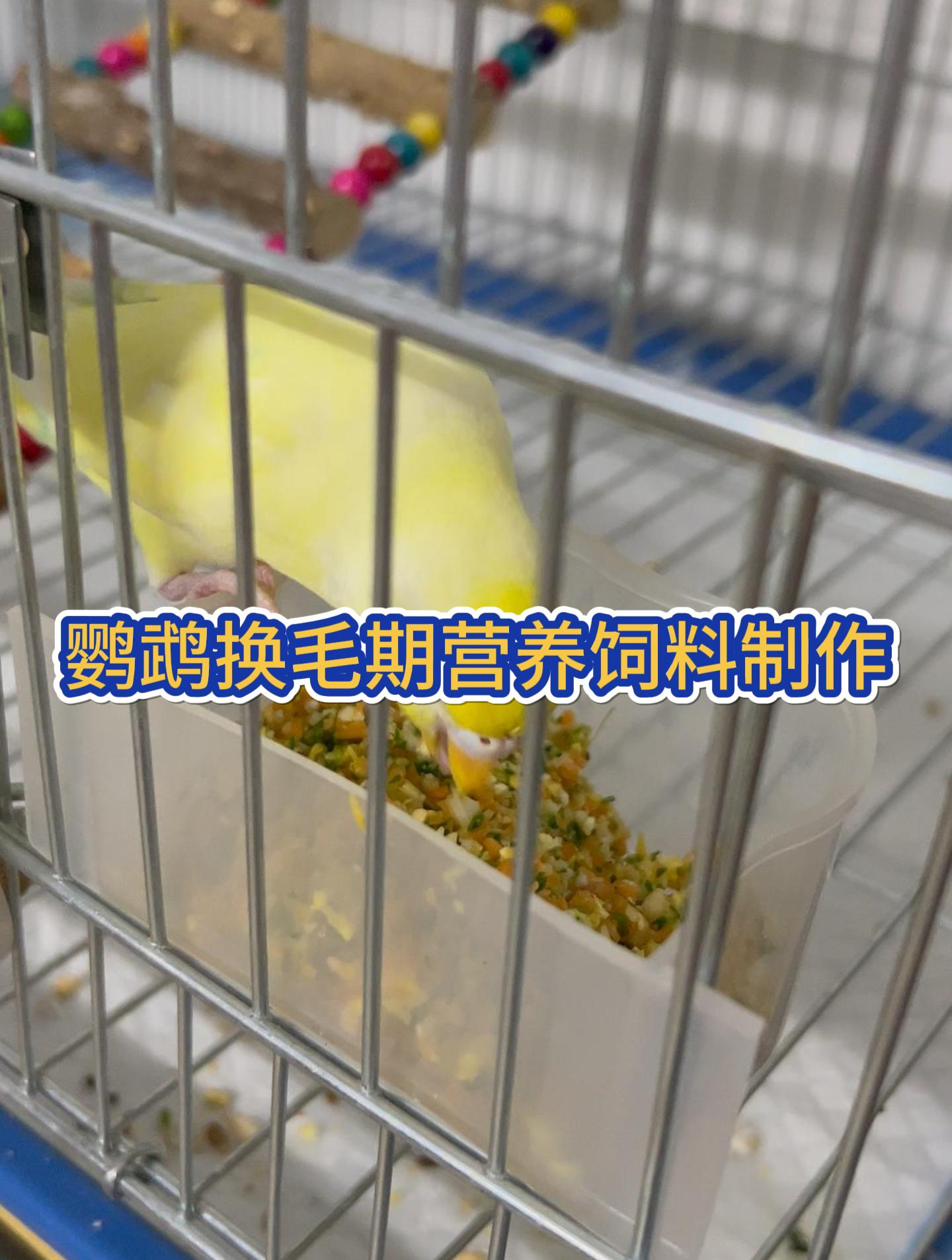 鹦鹉换毛期应该吃什么好呢?今天教大家制作鹦鹉美毛饲料!